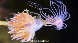 Coldwater nudibranch Coryphella is willing to eat a hydro... by Anton Plaksin 